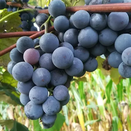 Gaestehaus Ranftl Gæstehus