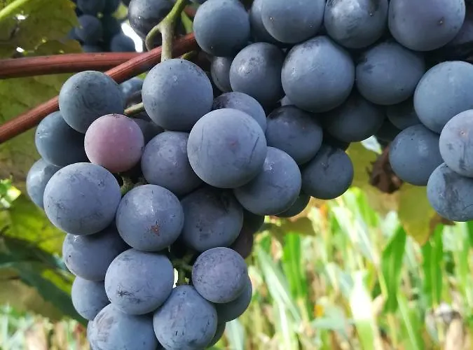 Gaestehaus Ranftl Pensionat